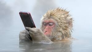 macaque monkey funny primate baboon