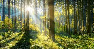 See more ideas about beautiful tree, unique trees, beautiful nature. Opinion Why Mother Nature Is The Key To Reforestation Planet Desperately Needs