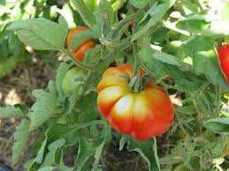 Tomato Insect Pests Disorders
