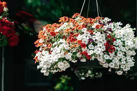 9 colorful plants for hanging baskets
