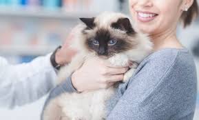Exposure to cats can trigger a number of allergy symptoms. Benadryl For Cats Dosage Safety Side Effects Dosage Safety Side Effects We Re All About Cats
