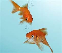 What Is The Perfect Goldfish Water Temperature How To