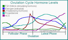 Luteinizing Hormone Lh Surge And Level