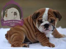 When it comes time to sell the puppies, the breeder carefully screens potential adopters. Brenglora Bulldogs English Bulldog Puppies For Sale