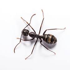 carpenter ant identification info