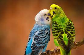 hd wallpaper parrots couple love