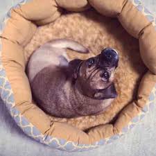 how to make a dog bed do it yourself