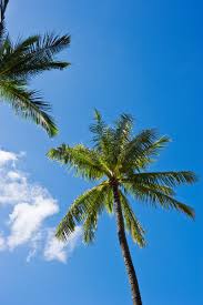 palm tree picture and hd photos free
