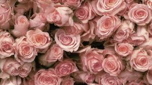 pastel roses pastel pink flower hd