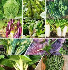 Buy 10 Asian Vegetable Seeds Mix