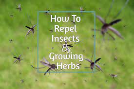We did not find results for: How To Repel Insects With Herbs Keep Mosquitoes Gnats Flies Away