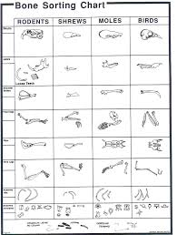 Owl Pellet Bone Sorting Chart Owl Pellets Owl Classroom