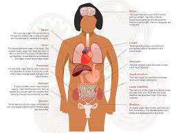 Female human anatomy vector diagram. Anatomy Medicine Com Human Anatomy Structure Of The Human Body