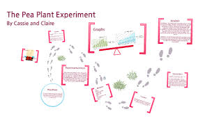 Pea Plant Experiment By Claire Koob On Prezi