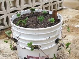 Self Watering Strawberry Containers