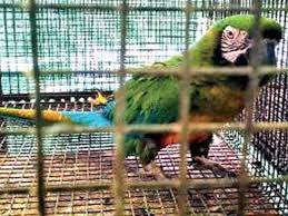 dri busts exotic birds trafficking