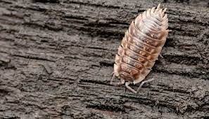 pill bugs in the house the 1 bug
