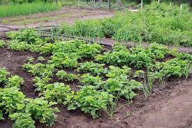 A Backyard Garden From Scratch