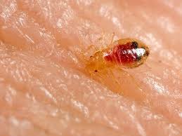 10 bugs that look like bed bugs and how