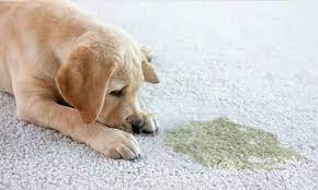 pet urine and odor removal in seattle