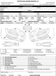 Equine Dental Charts Yahoo Search Results Dental Chart