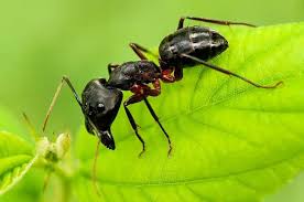 How To Stop Ants From Invading Your