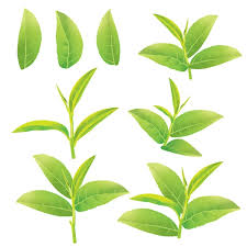 100 000 tea leaf vector images