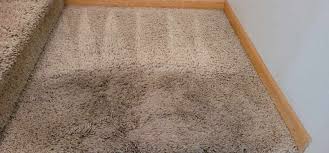 carpet cleaning loveland greeley co