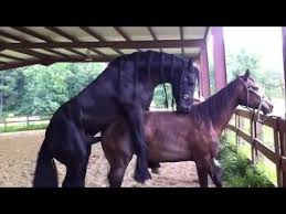 Nonton online di vidio mau tau gimana cara binatang kawin, yuk simak video lucu cara hewan kawin seperti berikut ini selamat menyaksikan Reproduksi Pada Kuda Galih Kurnia Gas