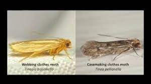 clothes moth identification you