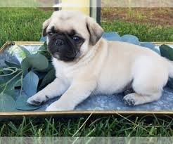 Join our community of paw lovers across the u.s. Pug Puppies For Sale Near San Francisco California Usa Page 1 10 Per Page Puppyfinder Com