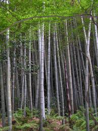 Bamboo Wikipedia