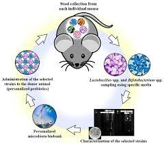 probiotic bacterial strains from mice