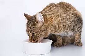 6 foods high in potium for cats vet