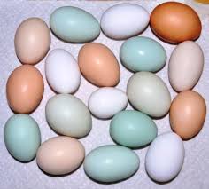 Ameraucana Eggs Difference In Color Backyard Chickens