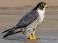 Image of How fast can a peregrine falcon fly?