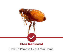 how to get rid of fleas fast 2021 edition