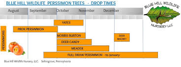 American Persimmon Trees Blue Hill Wildlife Nursery