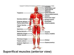 Almost every muscle constitutes one part of a pair of identical bilateral muscles, found on both sides, resulting in approximately 320 pairs of muscles. Ppt The Major Muscle Groups Axial Muscles Position Head And Spinal Column Move Rib Cage About 60 Of Muscles Appendicul Powerpoint Presentation Id 471256