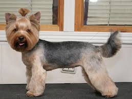 Yorkie Haircuts For Males And Females 60 Pictures