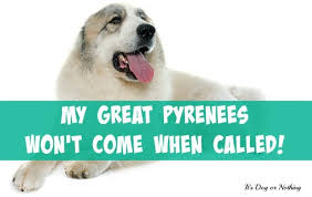 great pyrenees won t come when called