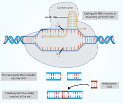 using crispr for allergy and asthma