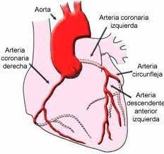 En este vídeo se muestran las partes del corazón humano y sus funciones. Corazon Ecured