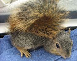 Squirrels, Squirrels Everywhere Squirrels – Wildlife Center of Texas