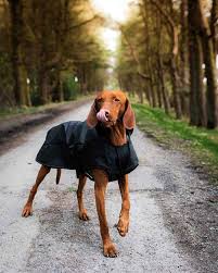 black 2 in 1 dog coat all seasons