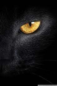 Black Cat Ultra Hd Desktop Background