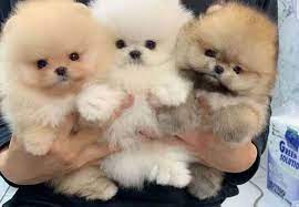cute pomeranian puppies in