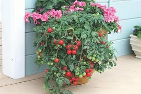 Growing Tomatoes In Pots Container