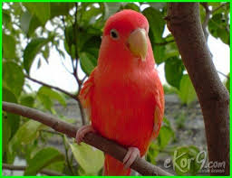 Burung cantik ini dinyatakan rentan oleh iucn red list. Gambar Burung Termahal Di Dunia