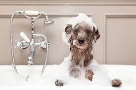 Self serve dog wash and dogs on pinterest. How To Bathe A Dog How To Wash A Dog At Home According To A Vet